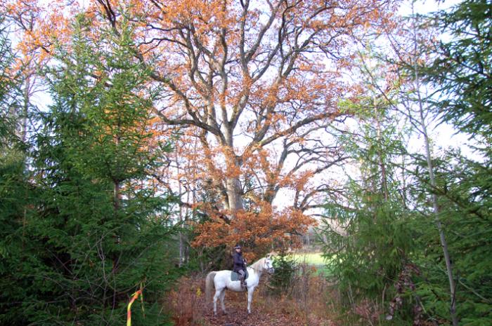 Aurora, Ehsal och "Herr Ek"