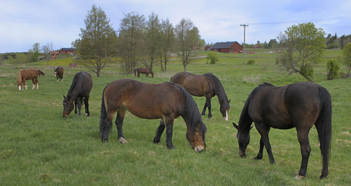 Hästar Stabby gård